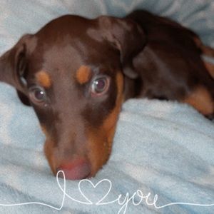 Meet your Posher, Annette